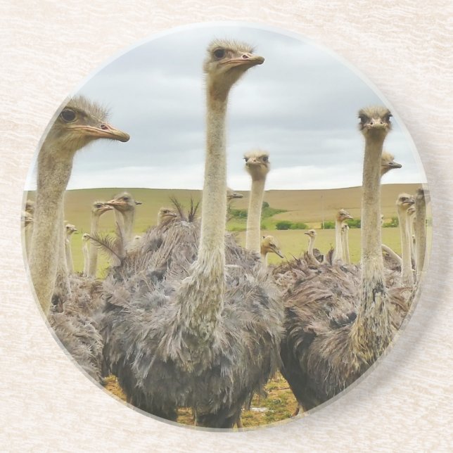 ostrich drink coaster (Front)