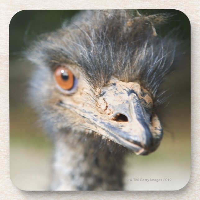 Ostrich Drink Coaster (Front)