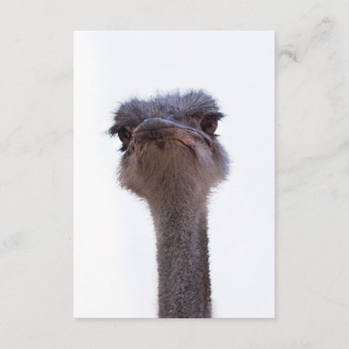 ostrich enclosure card