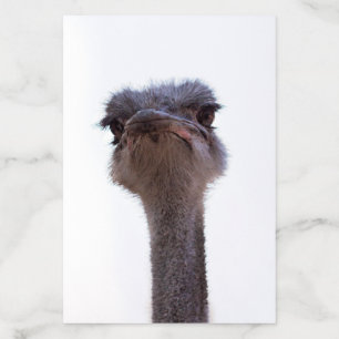 ostrich envelope liner