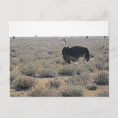 ostrich etosha  postcard
