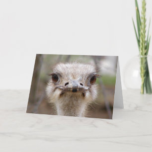 Ostrich face card