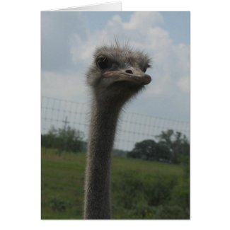 Ostrich Face of "I'm Sorry" Notecard
