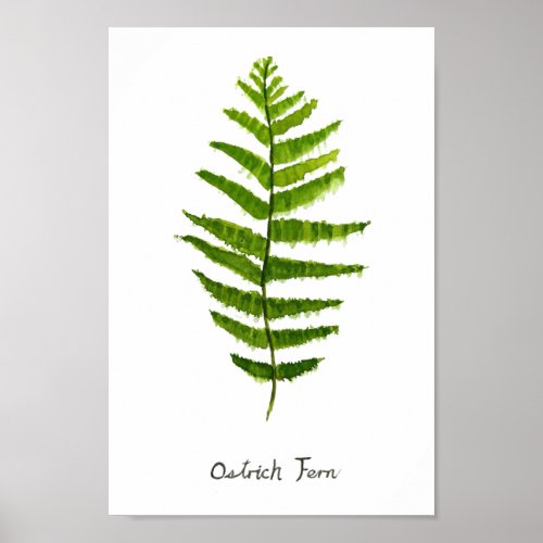  Ostrich fern watercolor Poster