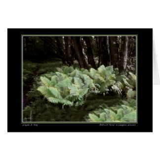 Ostrich Ferns in Langdon Woods Cards