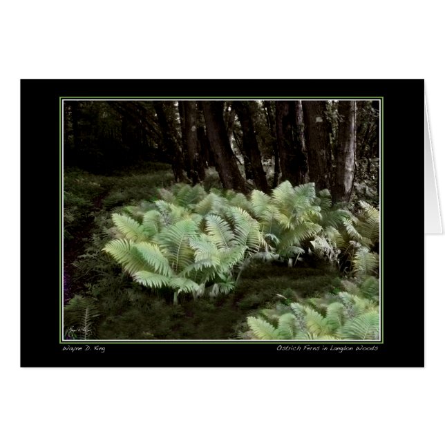 Ostrich Ferns in Langdon Woods Cards (Front Horizontal)