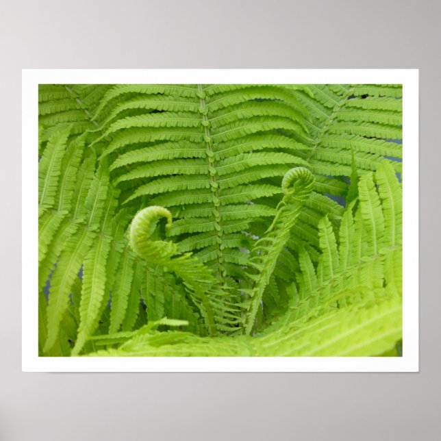 Ostrich Ferns with Fiddleheads Poster (Front)