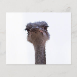 ostrich flyer