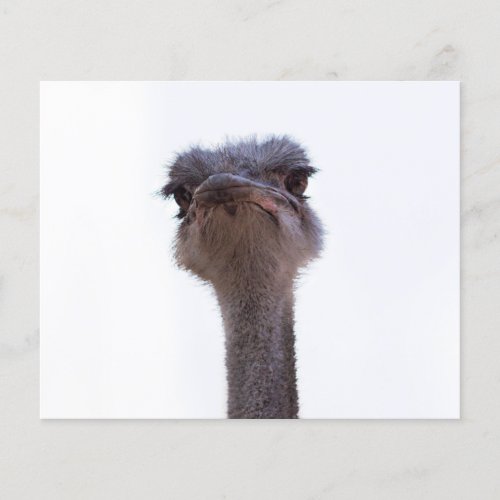 ostrich flyer