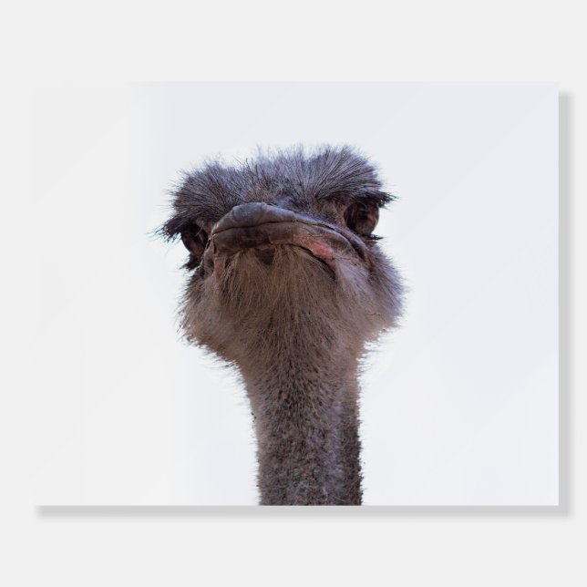 ostrich foam board (Front)