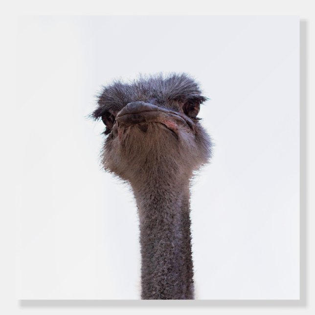 ostrich foam board (Front)