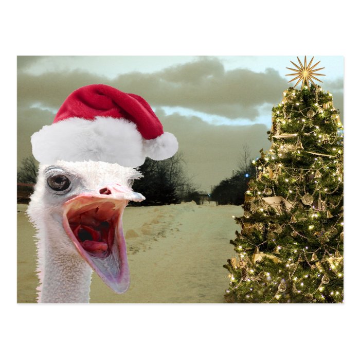 Ostrich Gets Excited Over Christmas Post Card