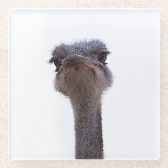 ostrich glass coaster (Front)