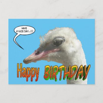 Ostrich Happy Birthday Customizable Postcard by Edelhertdesigntravel at Zazzle