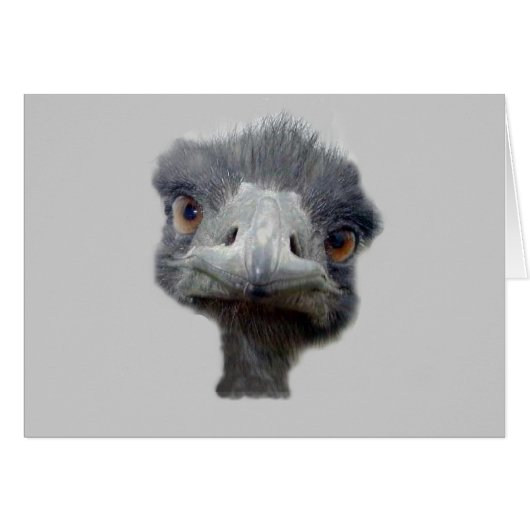 Ostrich head cards (Front Horizontal)