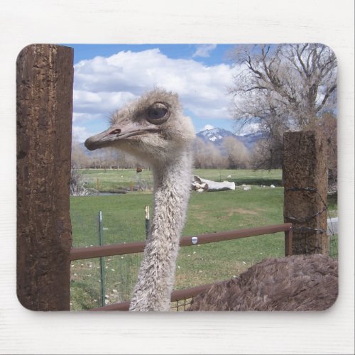 Ostrich Head Mouse Pad