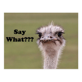 ostrich_head_say_what_photo_postcard-r23ed570447024313b3fa914d62cefe0f_vgbaq_8byvr_324.jpg