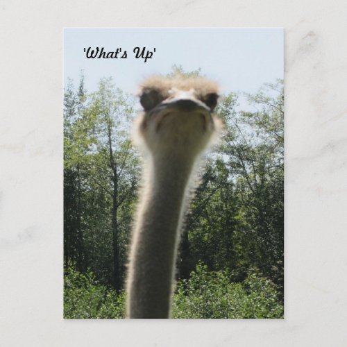 Ostrich Head Shot Postcard