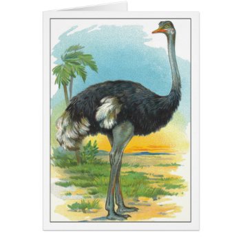 Ostrich In Africa by lazyrivergreetings at Zazzle