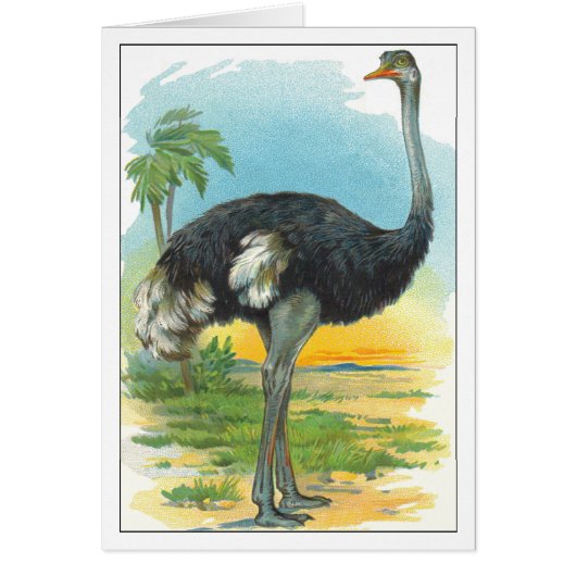 Ostrich in Africa Cards (Front)