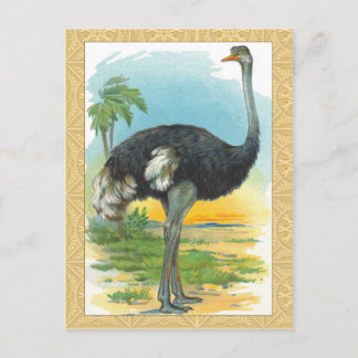 Ostrich in Africa Postcard