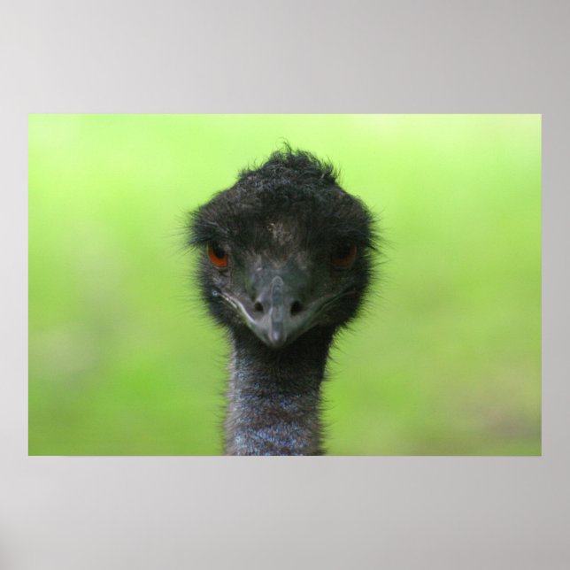 ostrich large poster (Front)