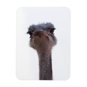 ostrich magnet