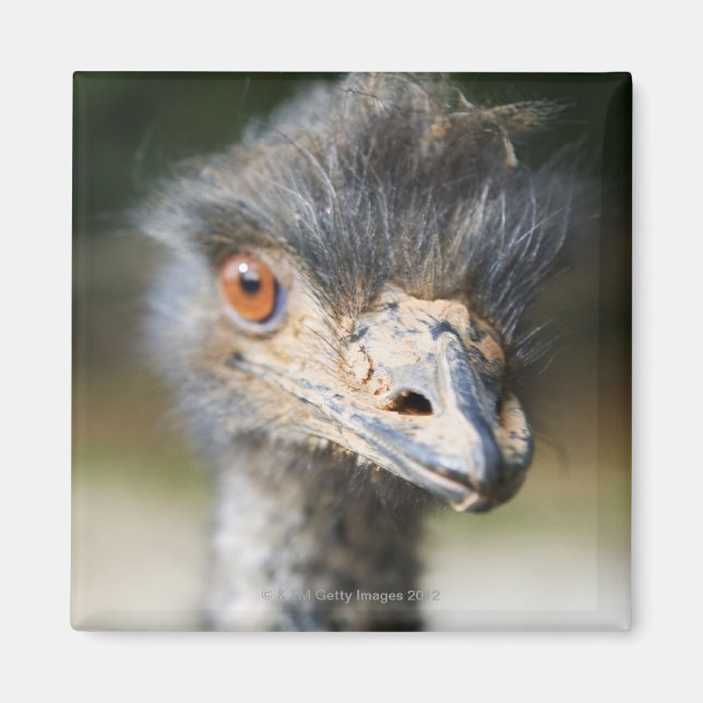Ostrich Magnet (Front)