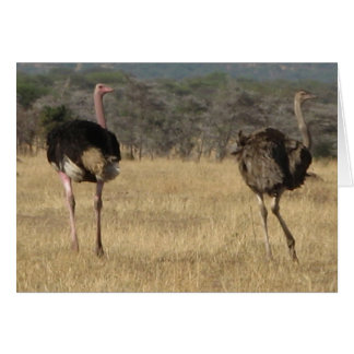 Ostrich male & female cards