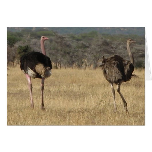 Ostrich male & female cards (Front Horizontal)
