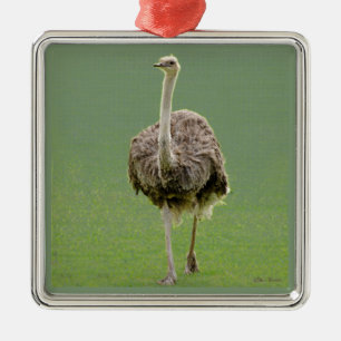 Ostrich Metal Ornament