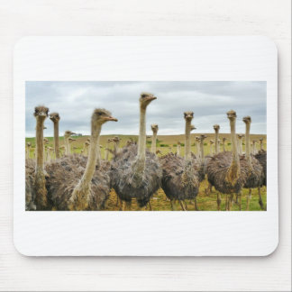 ostrich mouse pad