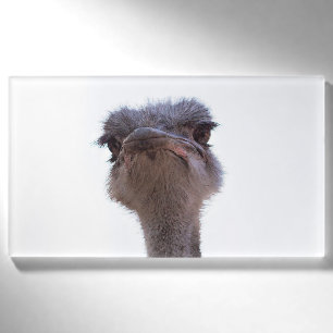 ostrich name tag