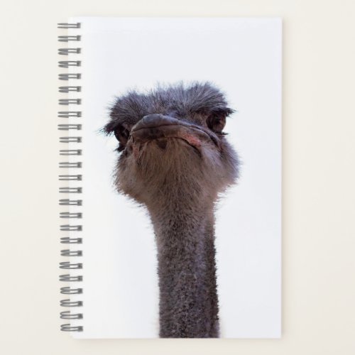 ostrich notebook