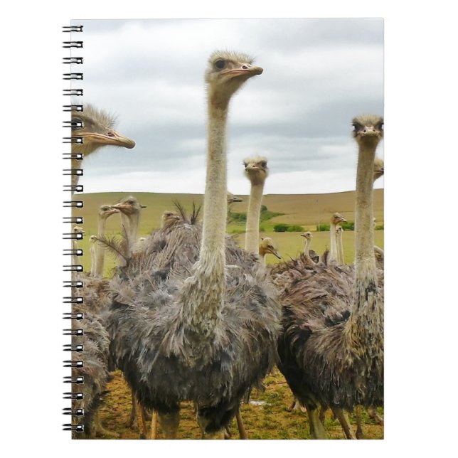 ostrich notebook (Front)