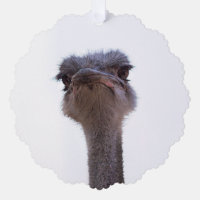 ostrich