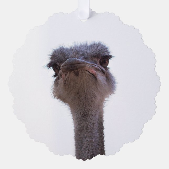 ostrich ornament card (Front)
