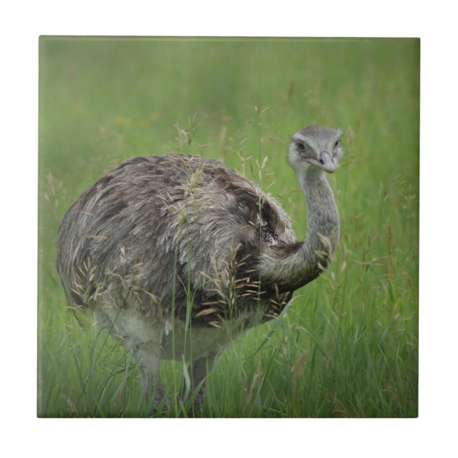 Ostrich Ostriches Bird Wild Wildlife Art Photos  Ceramic Tile (Front)