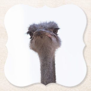 ostrich paper coaster