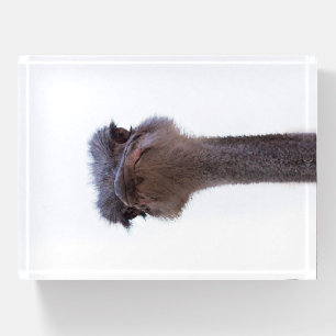 ostrich paperweight