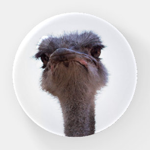 ostrich paperweight
