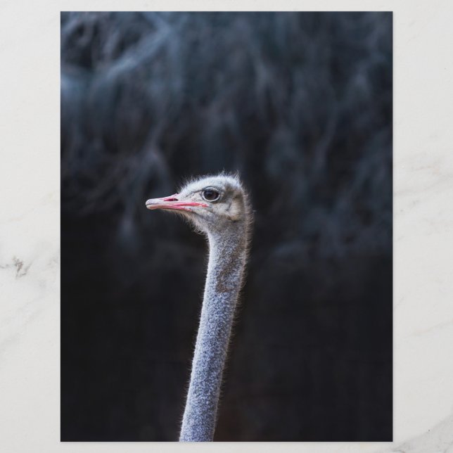 Ostrich Photography (Front)