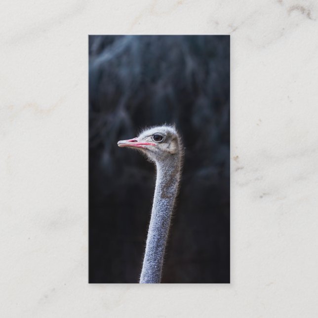 Ostrich Photography Calling Card (Front)