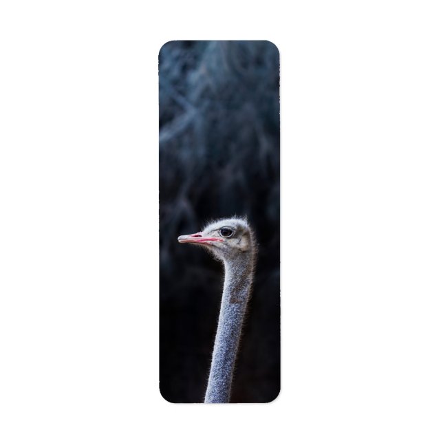 Ostrich Photography Label (Front)