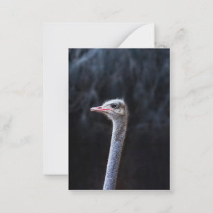 Ostrich Photography Note Card