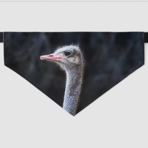Ostrich Photography Pet Bandana Collar