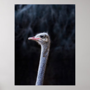 Ostrich Photography Poster