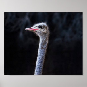Ostrich Photography Poster