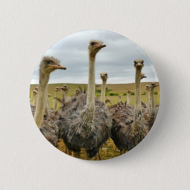 ostrich pinback button (Front)
