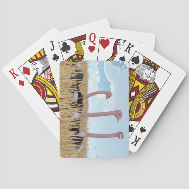 Ostrich Playing Cards (Back)